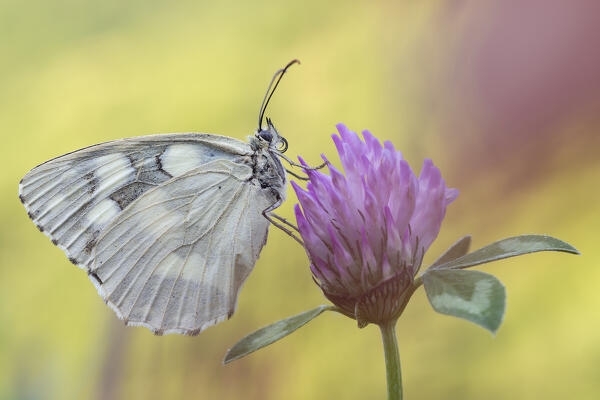 Melanargia galathea, Casareggio, Liguria, Vobbia, Italy