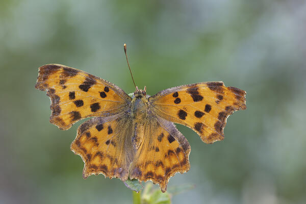 Polygonia c-album, Casareggio, Liguria, Vobbia, Italy