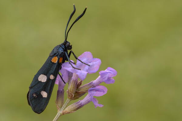 Zygaena ephialtes, Vobbia, Liguria, Italy