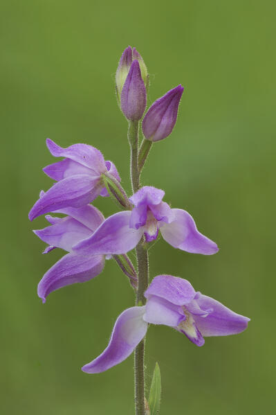 Orchid, Cephalanthera rubra, salata, Piedmont, Italy