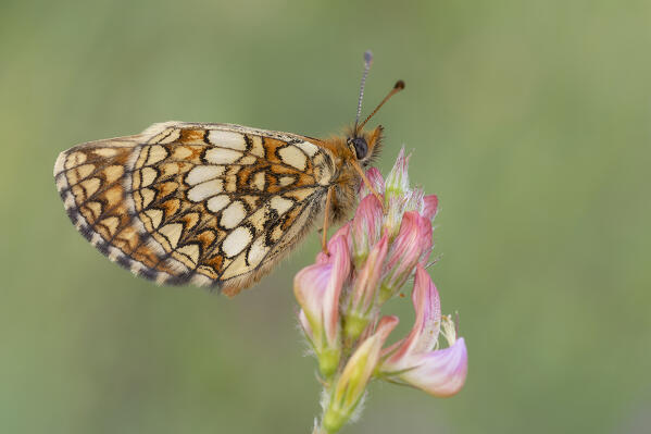 Butterfly, Melitaea aurelia, Liguria, Vobbia, Italy