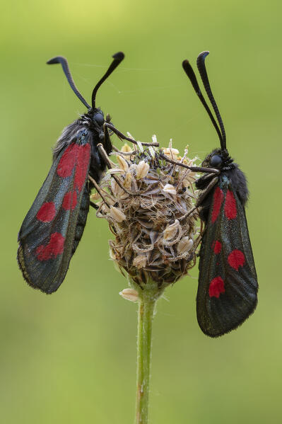 Butterfly, Zygaena oxytropis, Piedmont, Italy