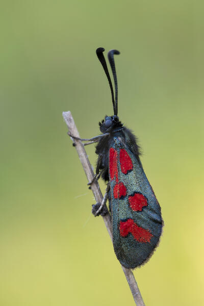 Butterfly, Zygaena oxytropis, Piedmont, Italy