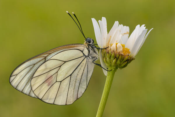 Butterfly on flower, Aporia crataegi, Casareggio, Liguria, Italy