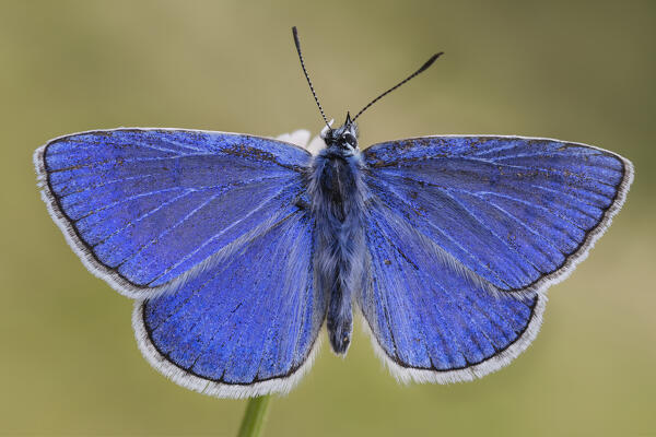 Butterfly, Polyommatus escheri, Liguria, Genoa, Italy