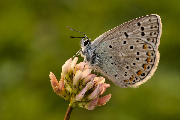 Butterfly, Polyommatus escheri, Liguria, Genoa, Italy