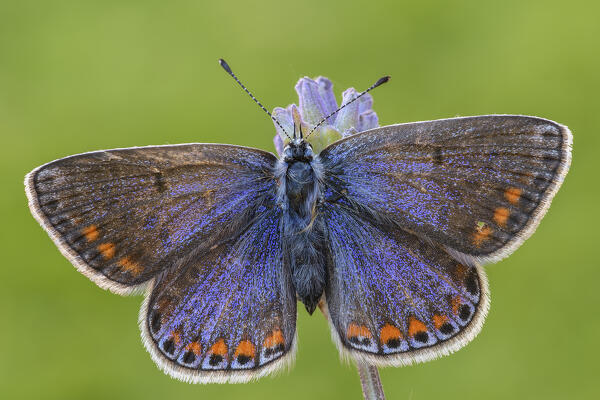 Butterfly, Polyommatus thersites, Liguria, Italy