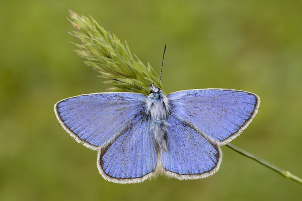 Butterfly open wings, Polyommatus icarus, Liguria, Italy