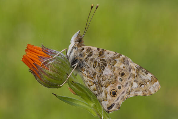 Butterfly, Vanessa cardui, Vobbia, Genoa, Liguria, Italy