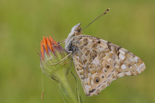 Butterfly, Vanessa cardui, Vobbia, Genoa, Liguria, Italy