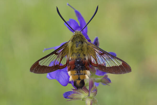 Butterfly, Hemaris fuciformis, Vobbia, Genoa, Italy