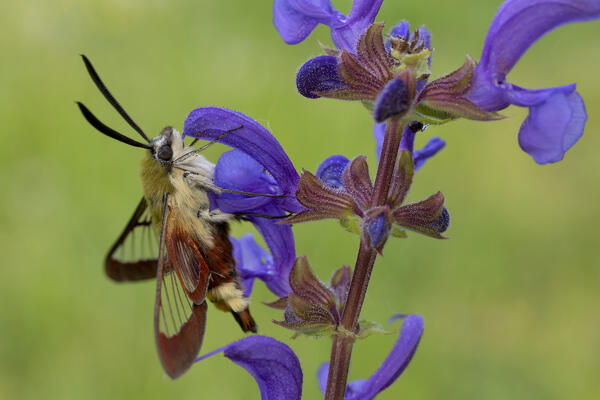 Butterfly, Hemaris fuciformis, Vobbia, Genoa, Italy