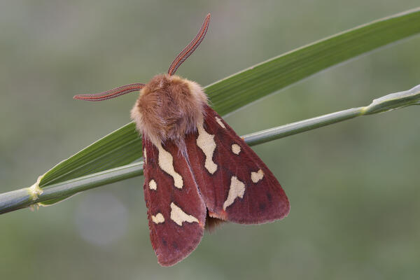 Butterfly by night, Hyphoraia testudinaria, Vobbia, Italy