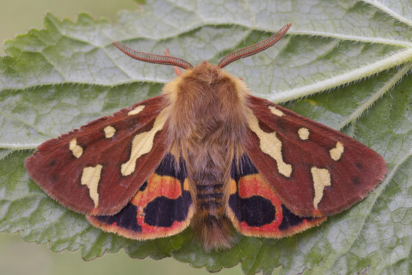 Butterfly by night, Hyphoraia testudinaria, Vobbia, Italy