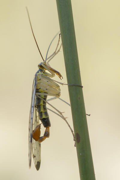 Panorpa, Insect, Genoa, Italy, Liguria