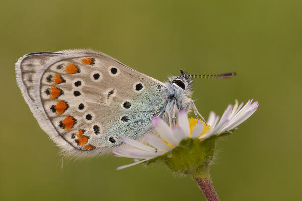 Polyommatus icarus, Liguria, Italy