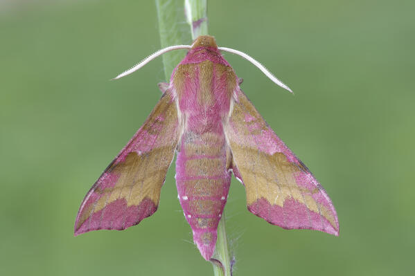 Butterfly by night, Deilephila porcellus, Casareggio, Liguria, Vobbia, Italy