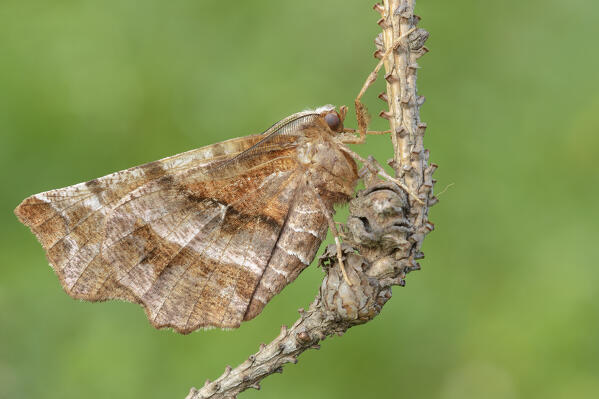 Night butterfly, Selenia dentaria, Casareggio, Liguria, Italy