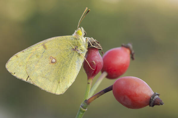 Colias alfacariensis, Casareggio, Liguria, Italy