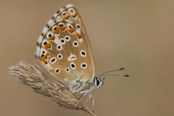 Polyommatus bellargus, Piedmont, Italy