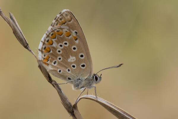 Polyommatus bellargus, Liguria, Italy