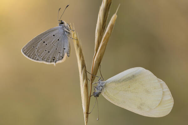 Butterflies of Cupido alcetas and Leptidea sinapis on explains of grass in seed, Liguria, Vobbia, Italy