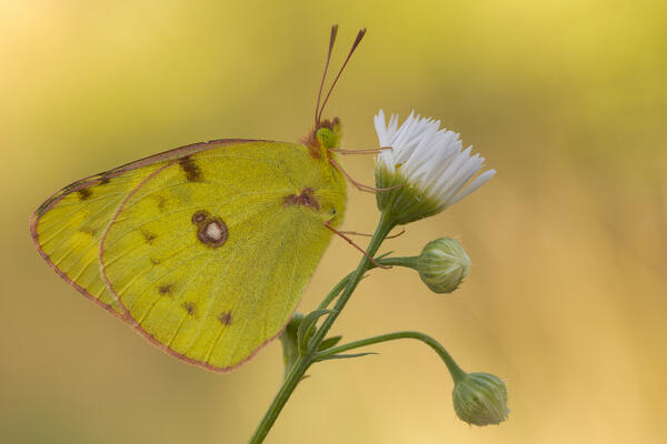 Colias croceus, San Fermo, Liguria, Italy