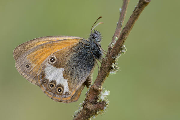 Coenonympha arcania, Casareggio, Liguria, Vobbia, Italy