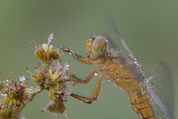 Orthetrum coerulescens, Dragonfly, Salata, Piedmont, Italy