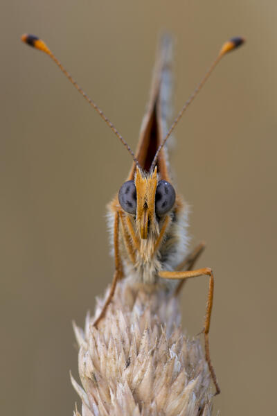 Melitaea didyma, Liguria, Antola, Genova, Italy