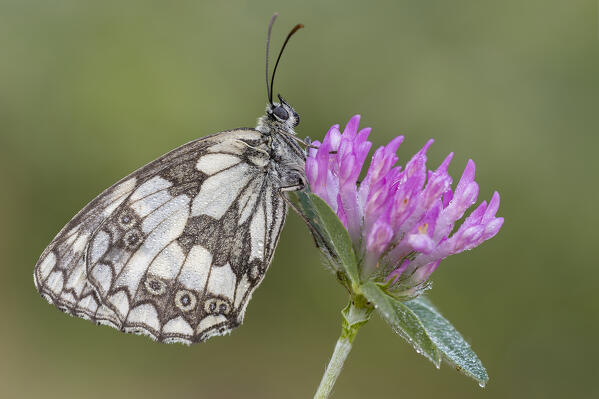 Melanargia galathea, Casareggio, Liguria, Vobbia, Italy