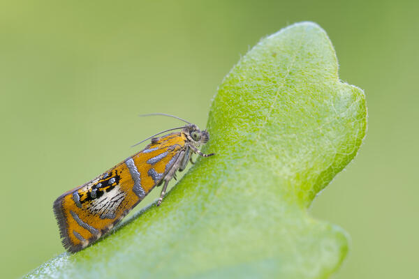 Schiffermuelleria, Night butterfly, Piedmont, Italy