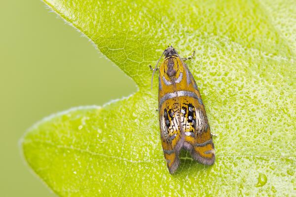 Schiffermuelleria, Night butterfly, Piedmont, Italy