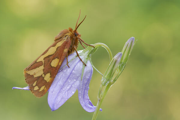 Hyphoraia testudinaria, Night butterfly, Vobbia, Liguria, Italy