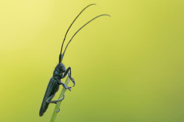 Agapanthia violacea, Liguria, Vobbia, Italy