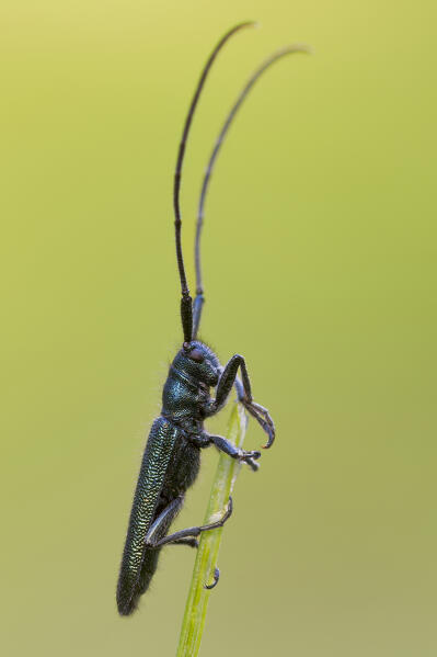 Agapanthia violacea, Liguria, Vobbia, Italy