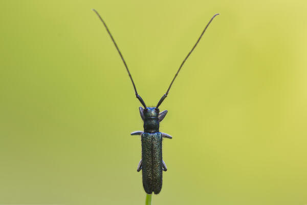 Agapanthia violacea, Liguria, Vobbia, Italy