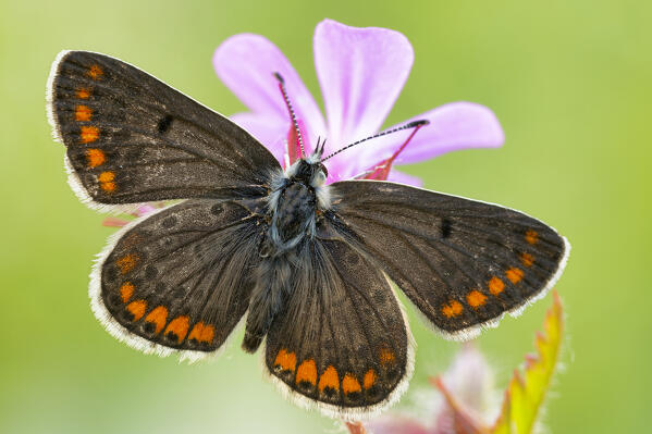 Butterfly, Aricia agestis, Liguria, Vobbia, Italy