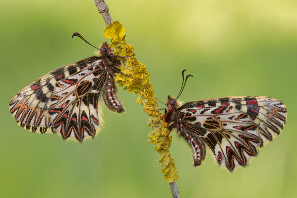 Two Zerynthia on twig, Casareggio, Liguria, Italy