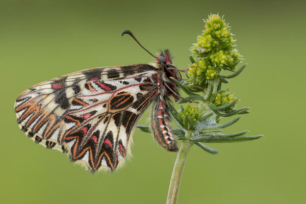 Zerynthia, Casareggio, Liguria, Italy