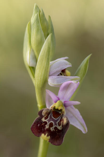 Ophrys fuciflora, Vobbia, Liguria, Italy