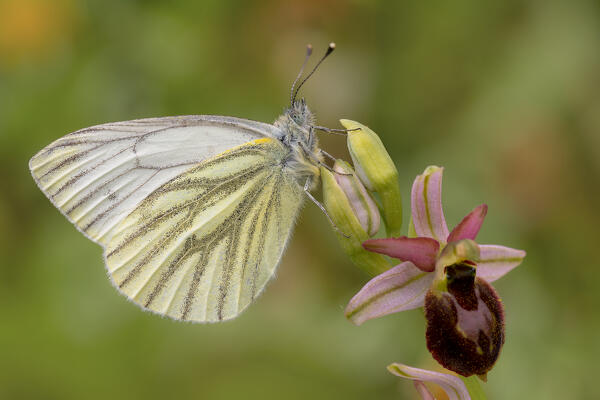 Pieris napi on Ophrys exaltata, Vobbia, Liguria, Italy