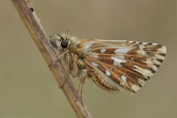 Pyrgus malvoides, butterfly, Salata di Mongiardino, Piedmont, Italy