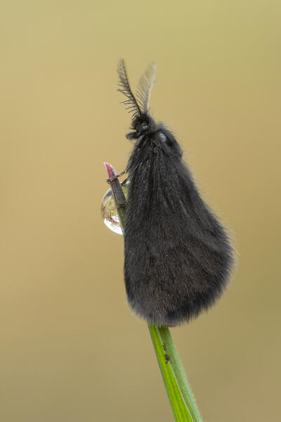 Psychidae, Little hairy butterfly, Liguria, Vobbia, Genoa 