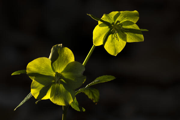 Helleborus viridis, Liguria, Camere nuove, Italy