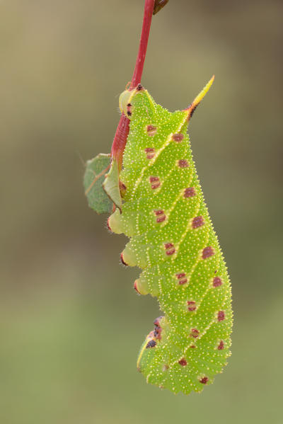 Laothoe populi, Casareggio, Liguria, Vobbia, Italy