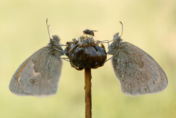 Coenonympha pamphilus, Casareggio, Liguria, Vobbia, Italy