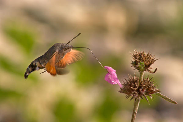 Macroglossum stellatarum, Vobbia, Liguria, Italy