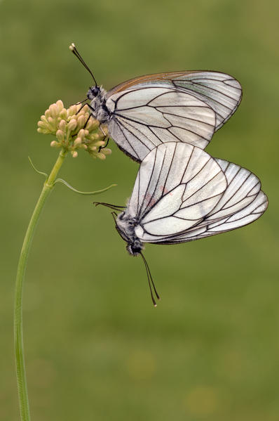 Aporia crataegi, Casareggio, Liguria, Italy