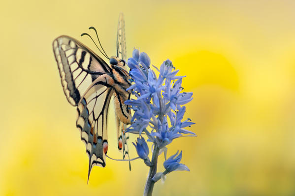 Papilio machaon, Casareggio, Liguria, Italy